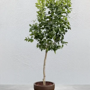 Citronträd - 10 år - 190 cm höjd