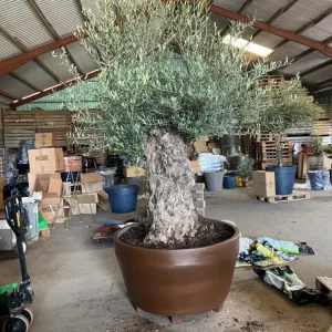 Plantering av olivträd i kruka Large